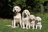 GOLDEN RETRIEVER 882